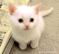 fehér cica