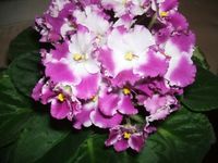 DSCF0988