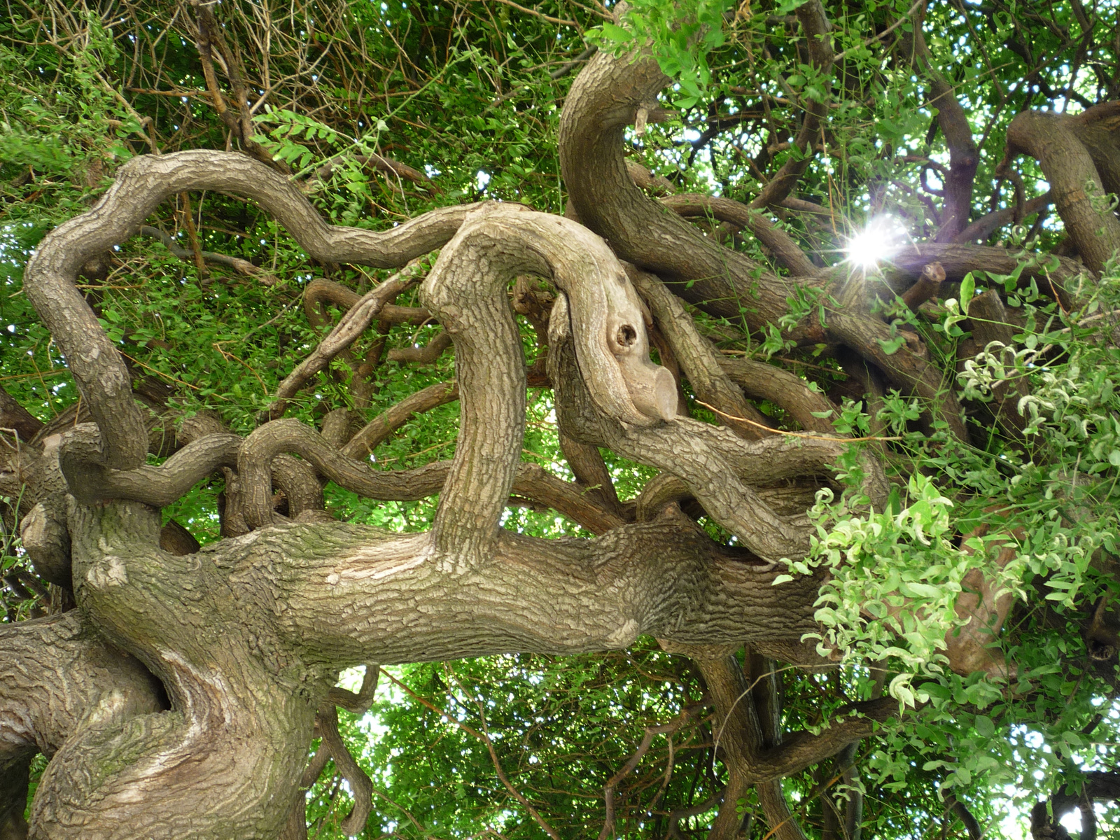 Laokoón-csoport fában