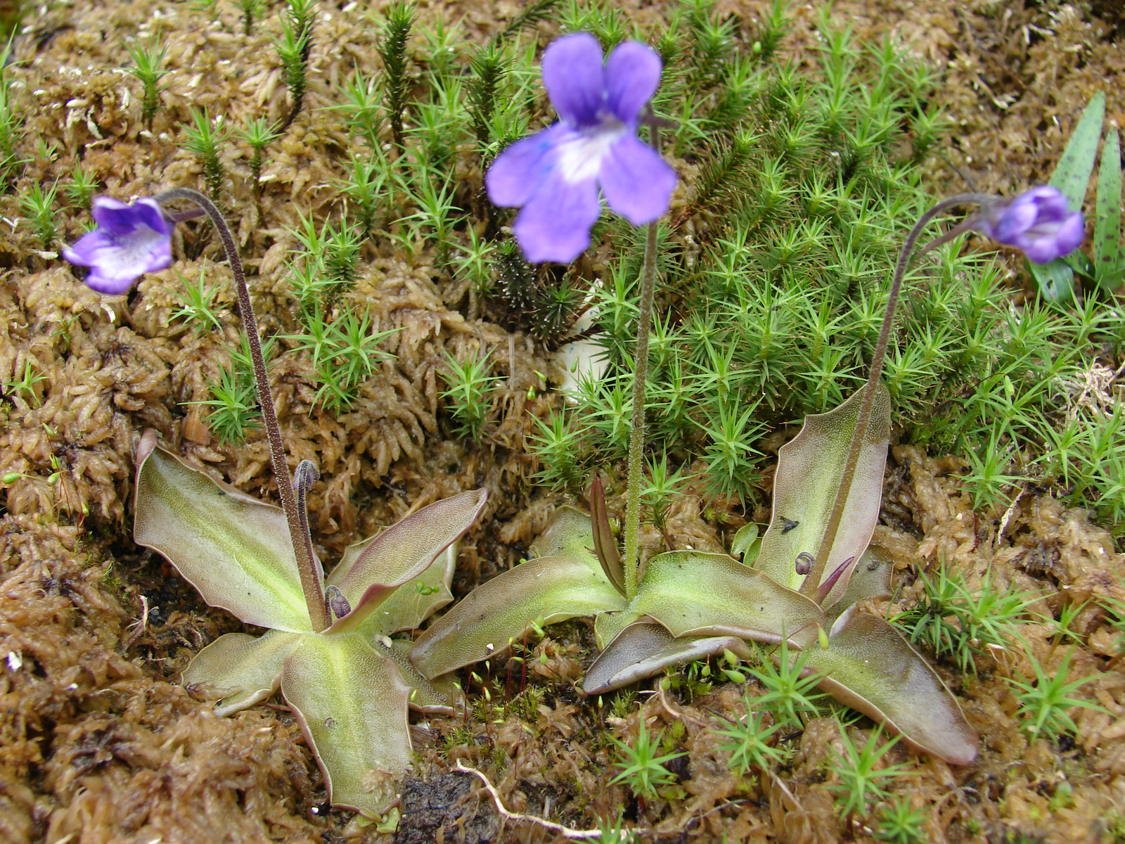 P.grandiflora x fiorii