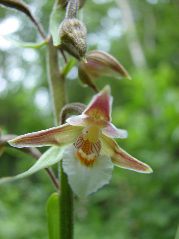 Mocsári nöszőfű (Epipactis palustris) Köpüs-forrás