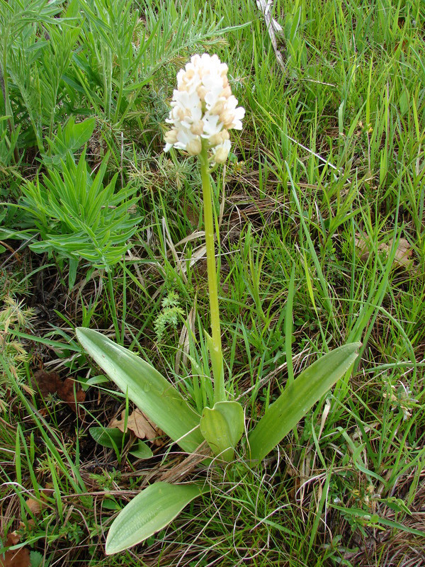 Orchis purpurea színváltozat