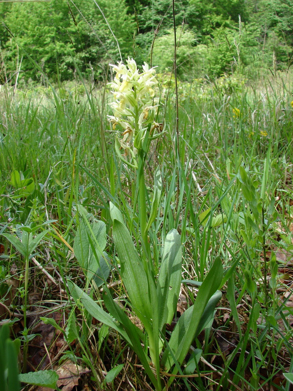 D. sambucina