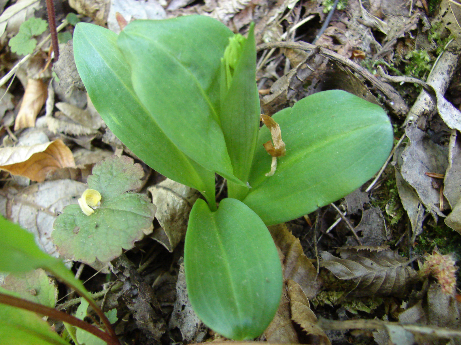 Zöldike (Coeloglossum viride)