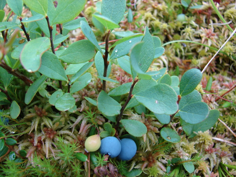 Mocsári áfonya (Vaccinium uliginosum)