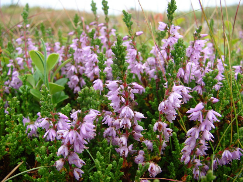 Csarab (Calluna vulgaris)