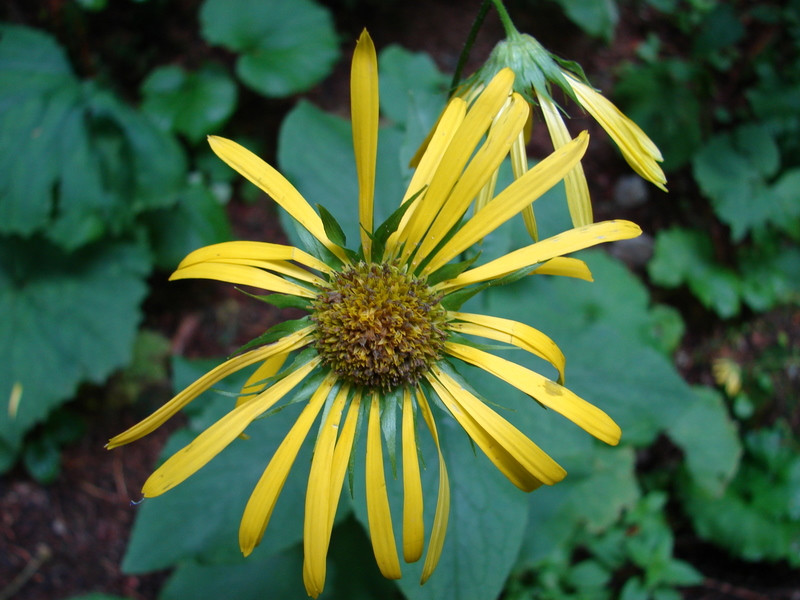 Osztrák zergevirág (Doronicum austriacum)