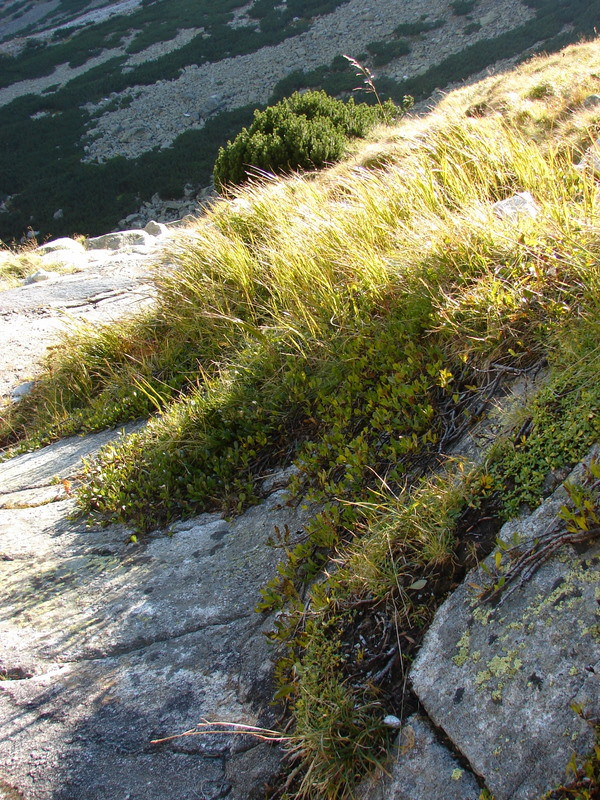 Kárpáti csorbafűz (Salix kitaibeliana)