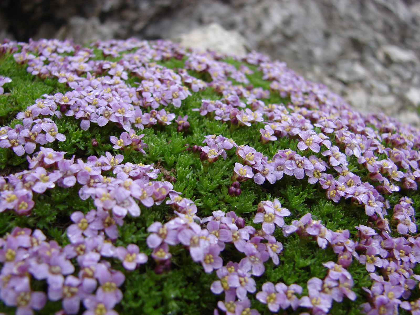 Szikladísz (Petocallis pyrenaica)