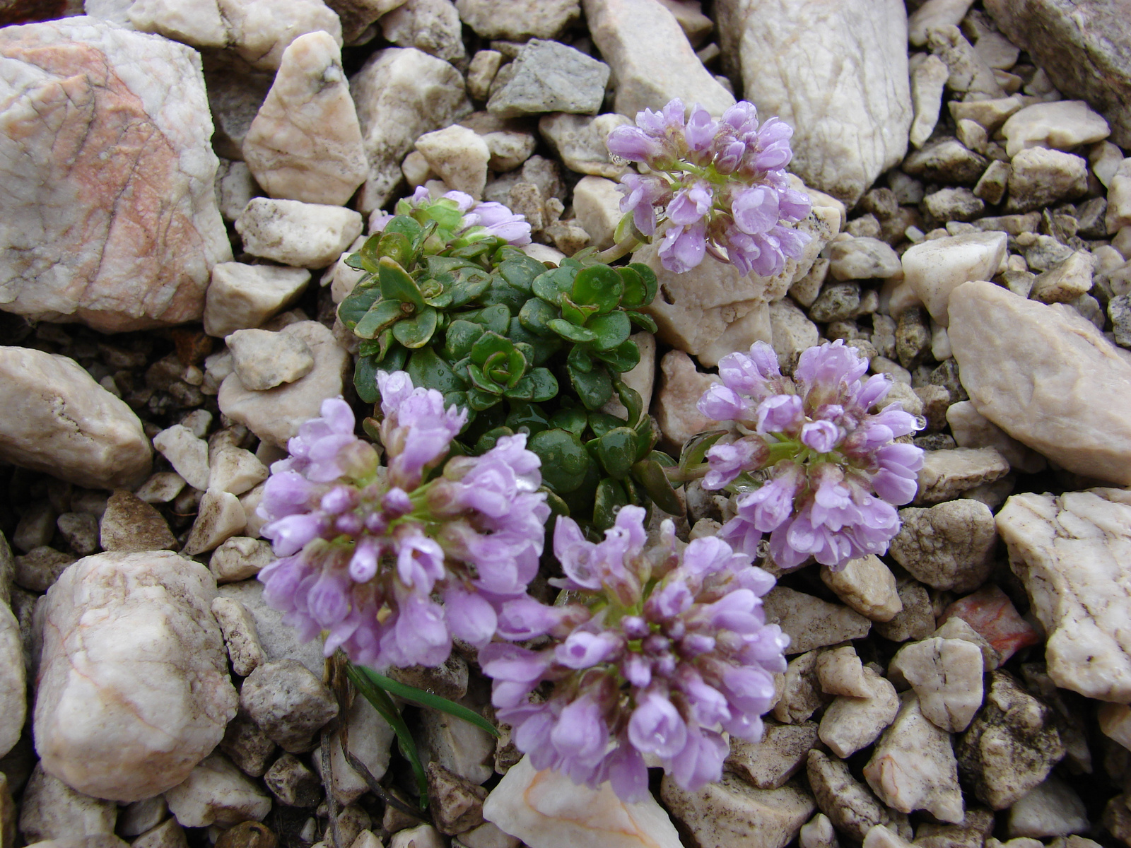 Kereklevelű tarsóka (Thlaspi rotundifolium)