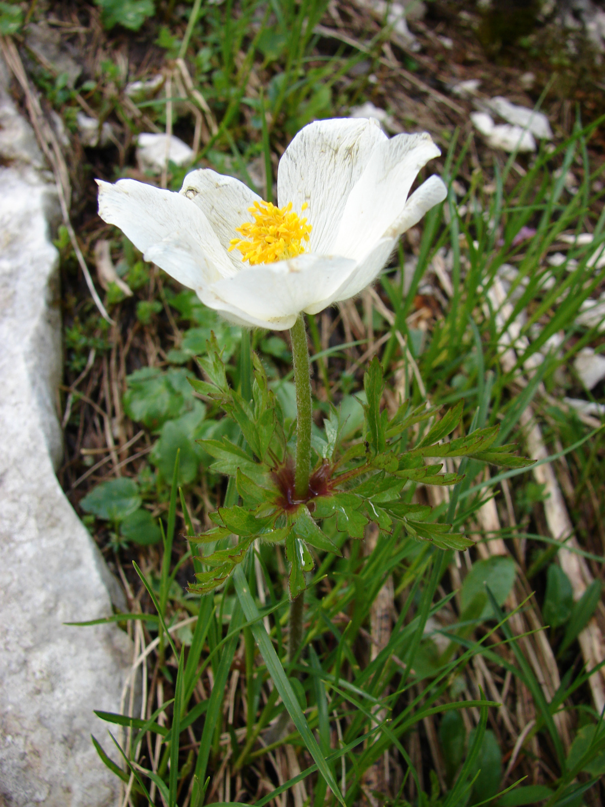 Havasi kökörcsin (Pulsatilla alba)