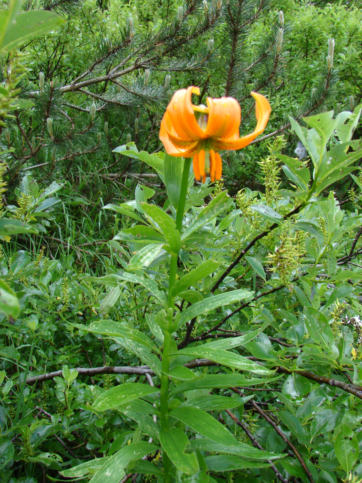 Alpesi liliom (Lilium carniolicum)