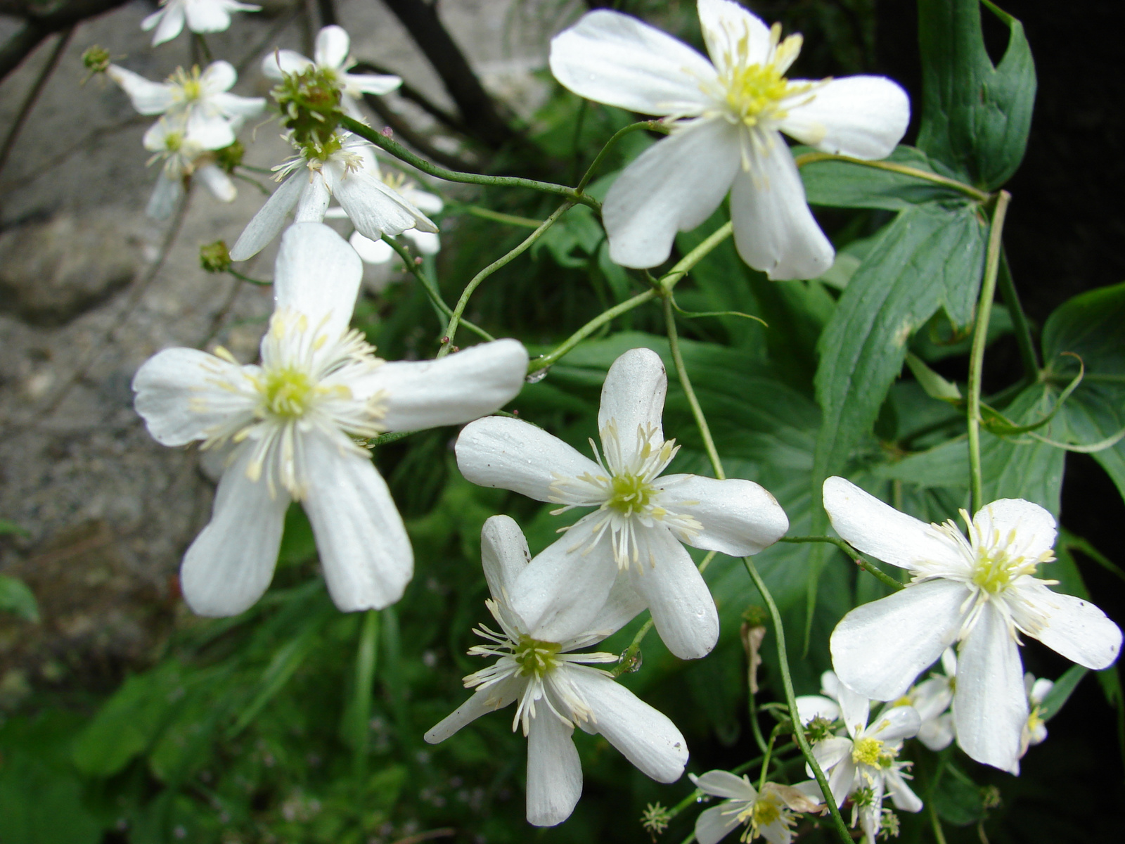 Patyolat boglárka (Ranunculus platanifolius)