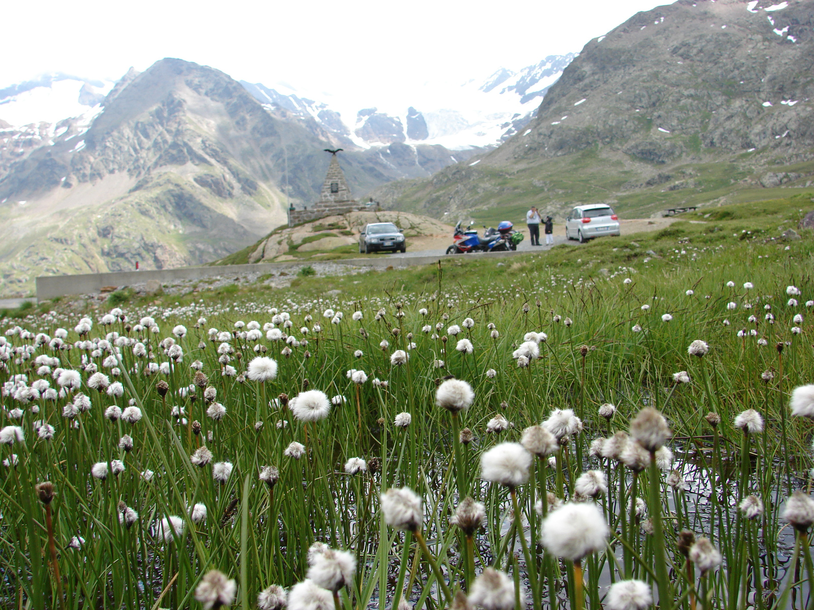 Scheuchzer-gyapjúsás (Eriophorum scheutchzeri)