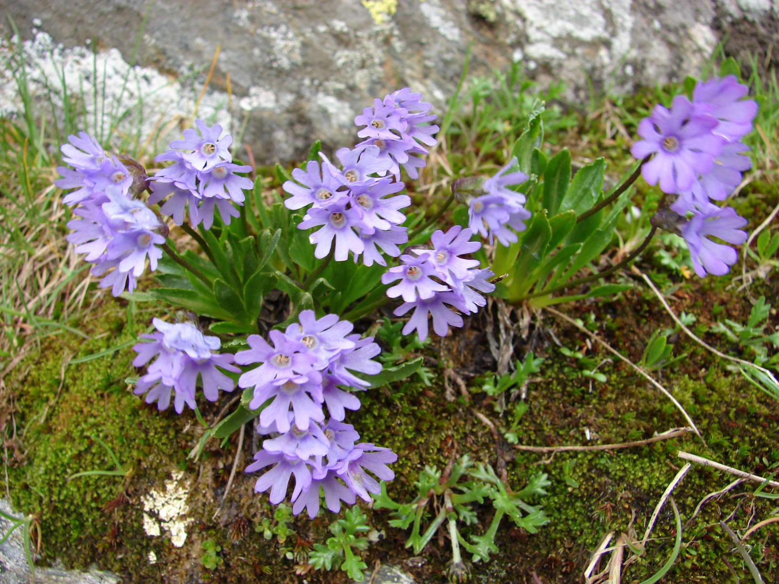 Enyves kankalin (Primula glutinosa)