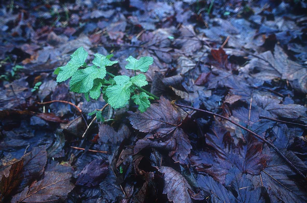 plant leafs