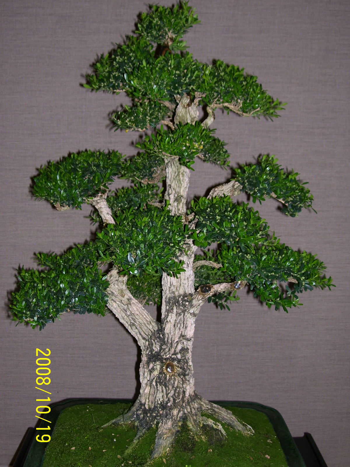 bonsai 7