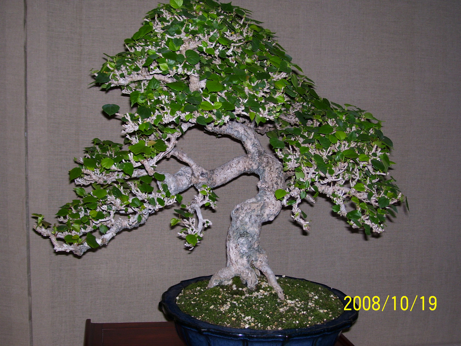 bonsai16