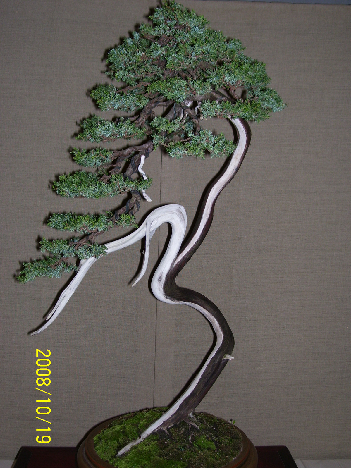 bonsai1