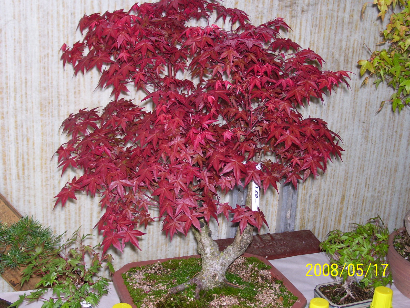 Höchstetten bonsai5