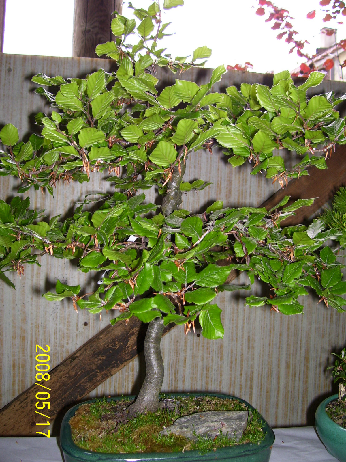 Höchstetten Bonsai14