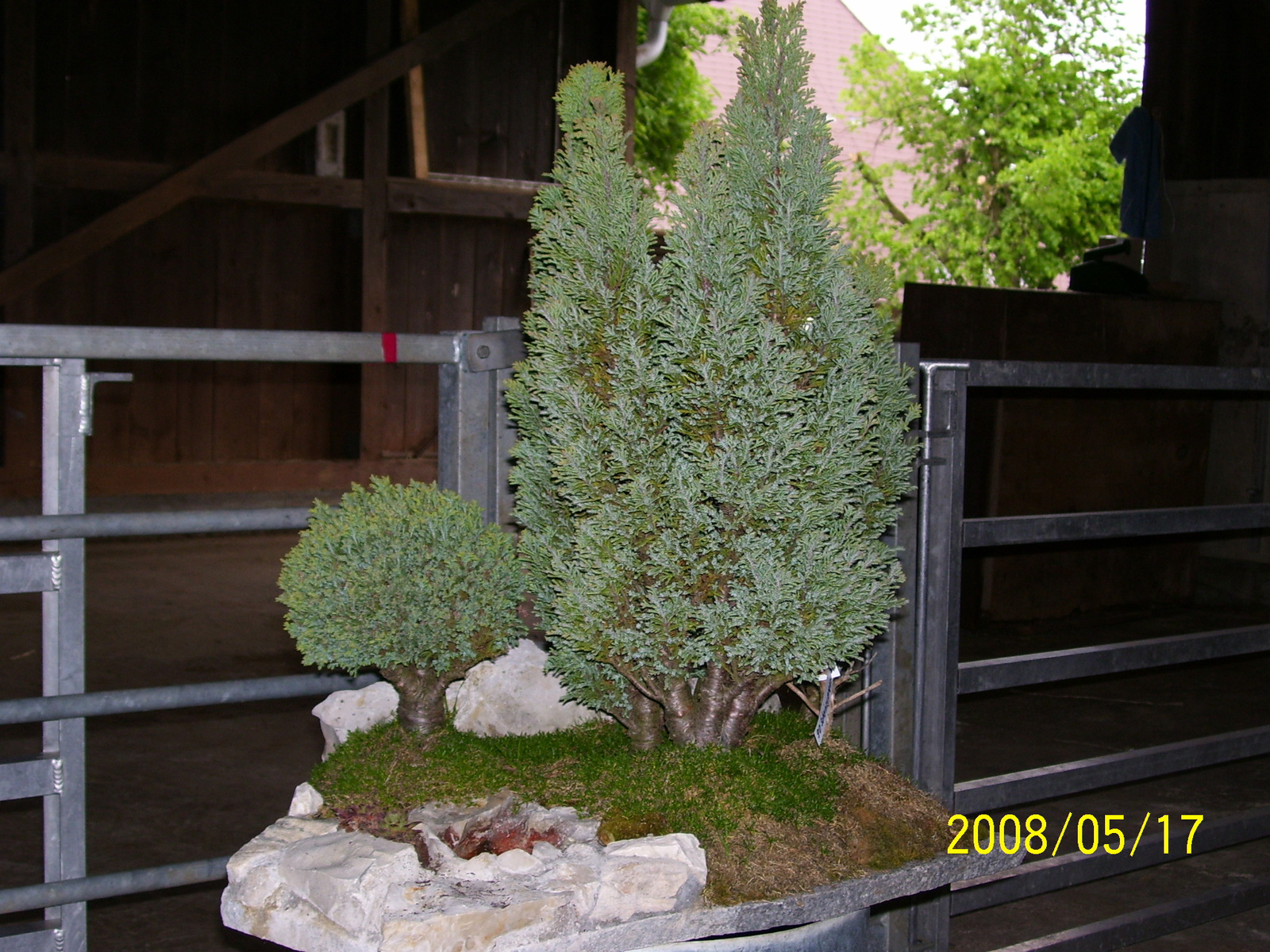 Höchstetten Bonsai19