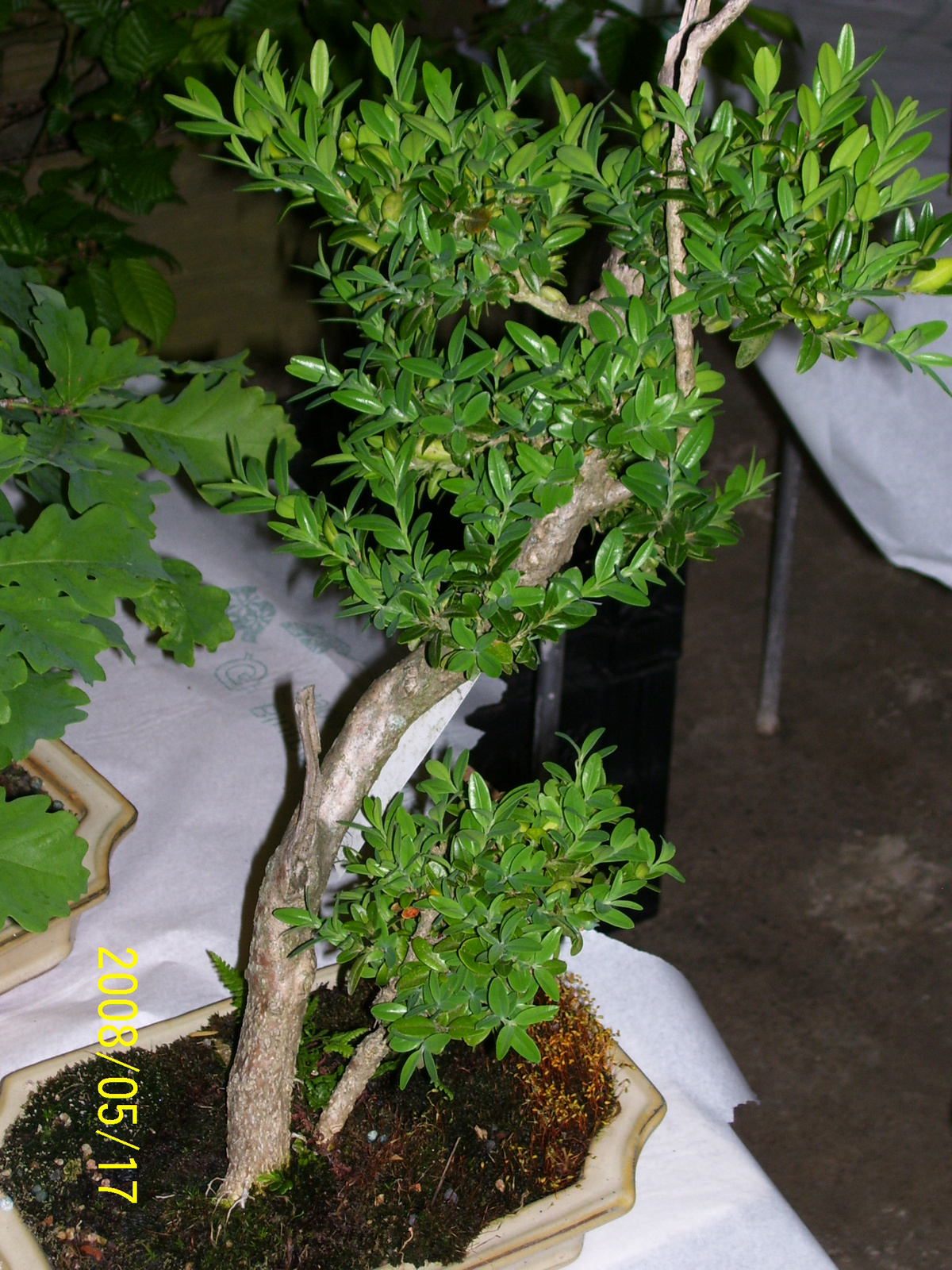 Höchstetten Bonsai21