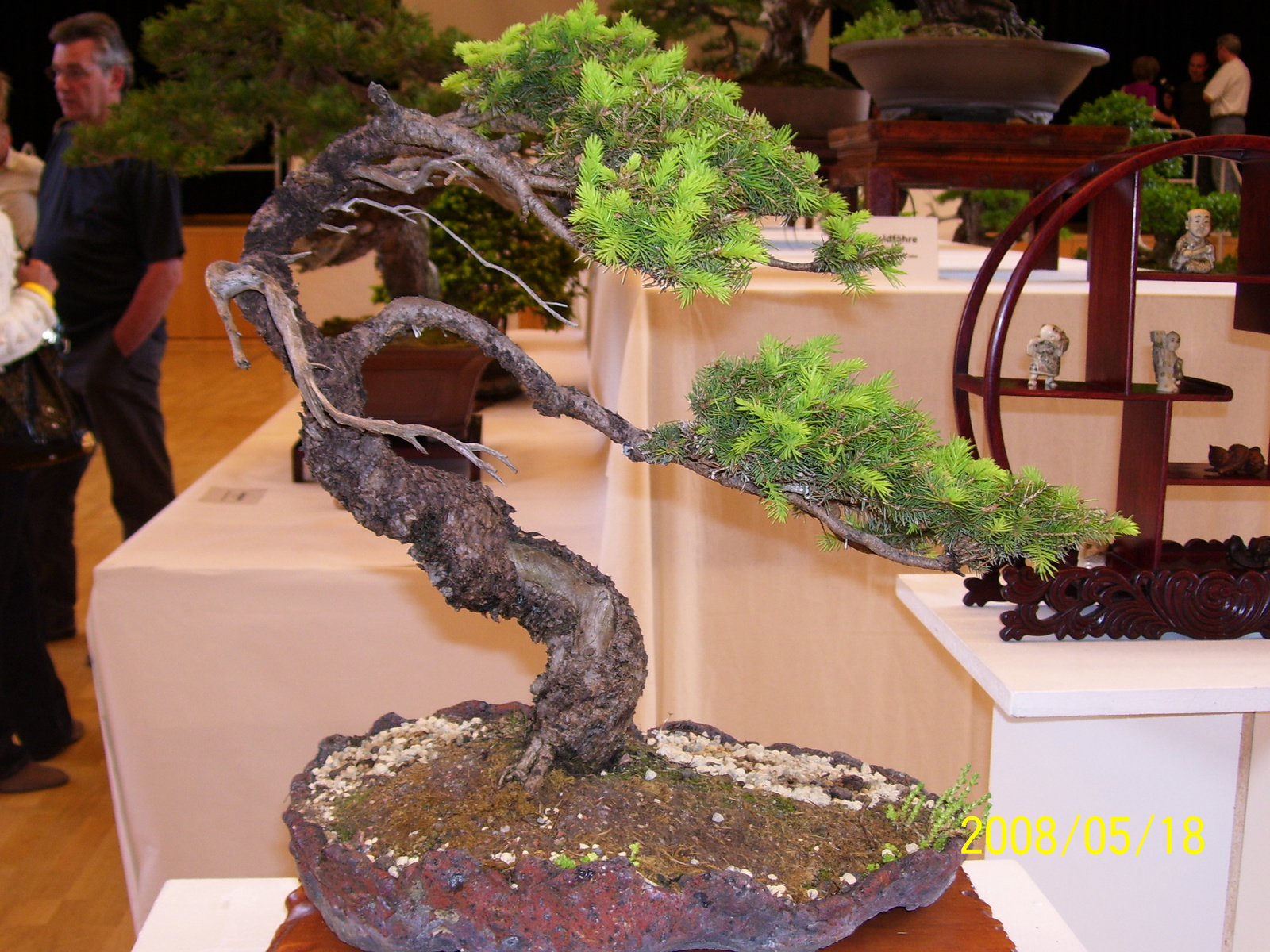 Pratteln Bonsai11