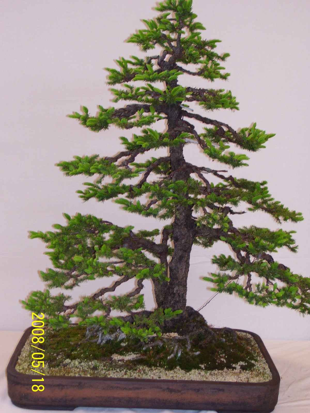 Pratteln Bonsai57