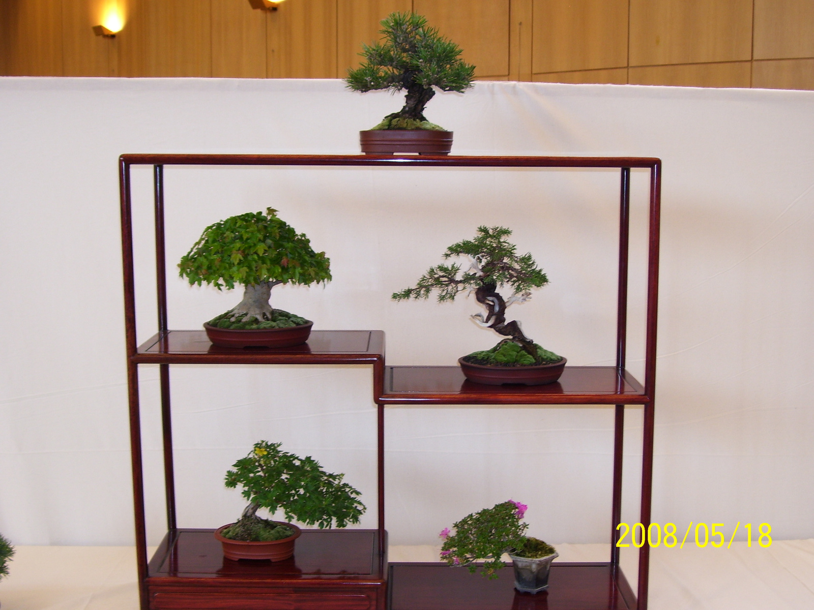 Pratteln Bonsai67