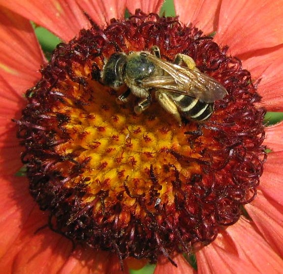 méhecske