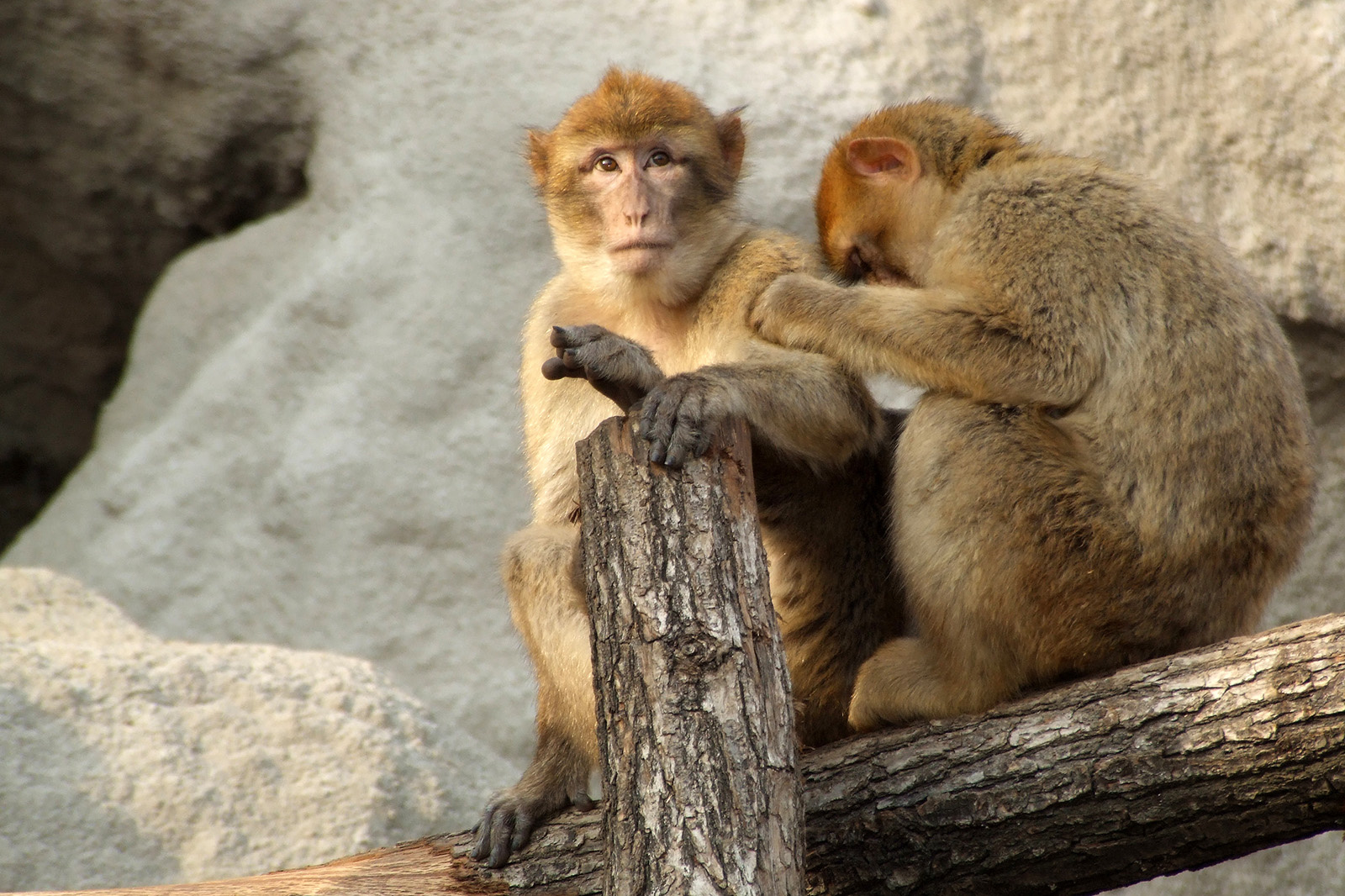 Berber makákó - Macaca sylvanus (DSCF4621)