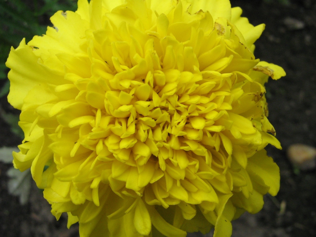 yellow virág
