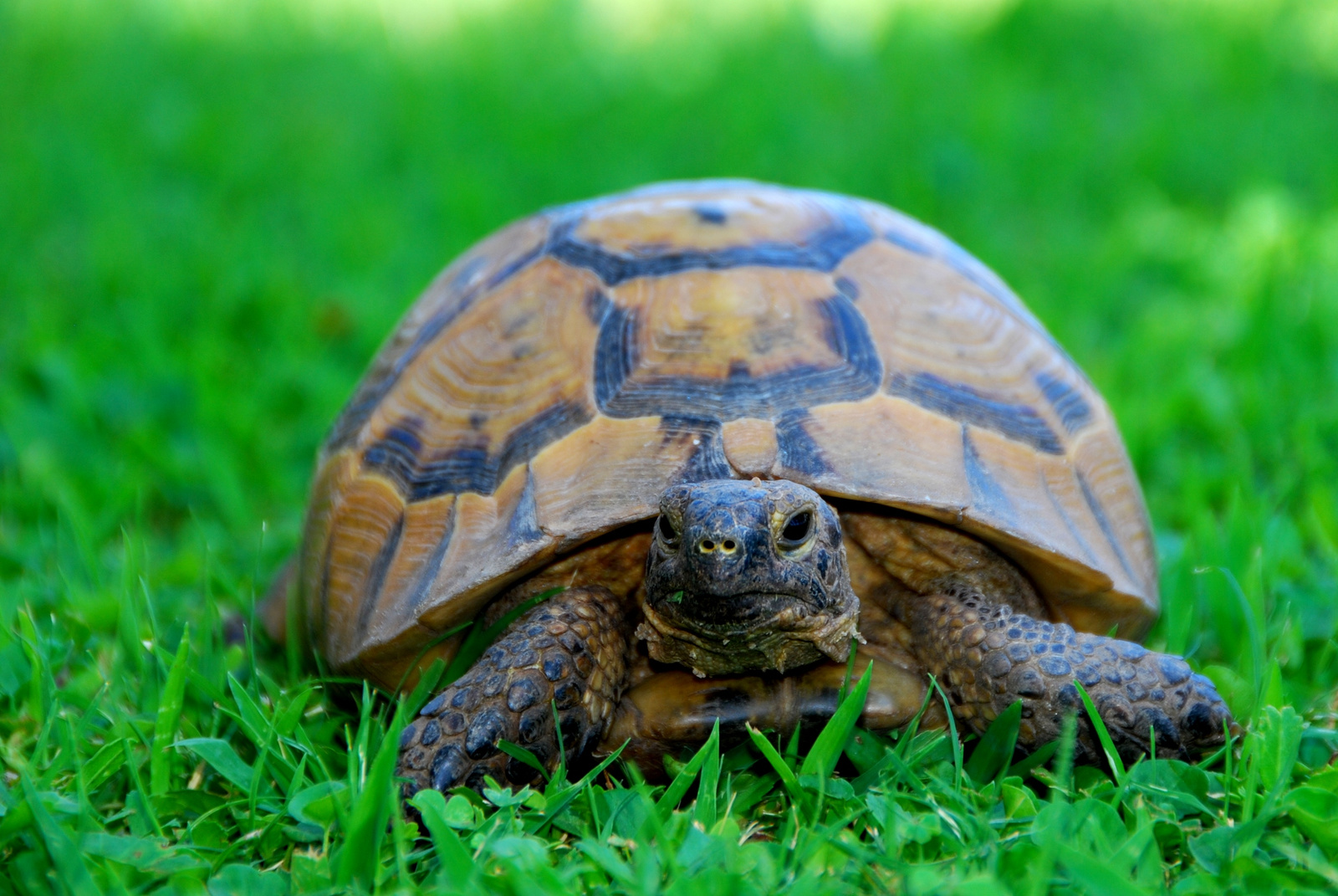 Tortoise From Turkey