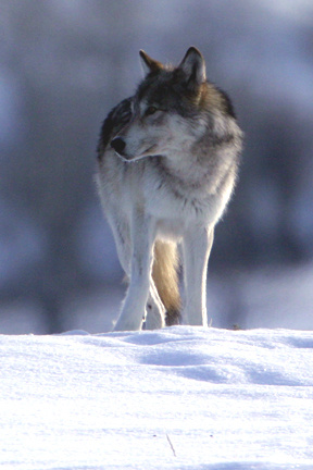 IMG 6827 Wild Wolf of Yellowstone 3