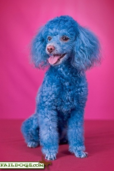 bluepuppy-P