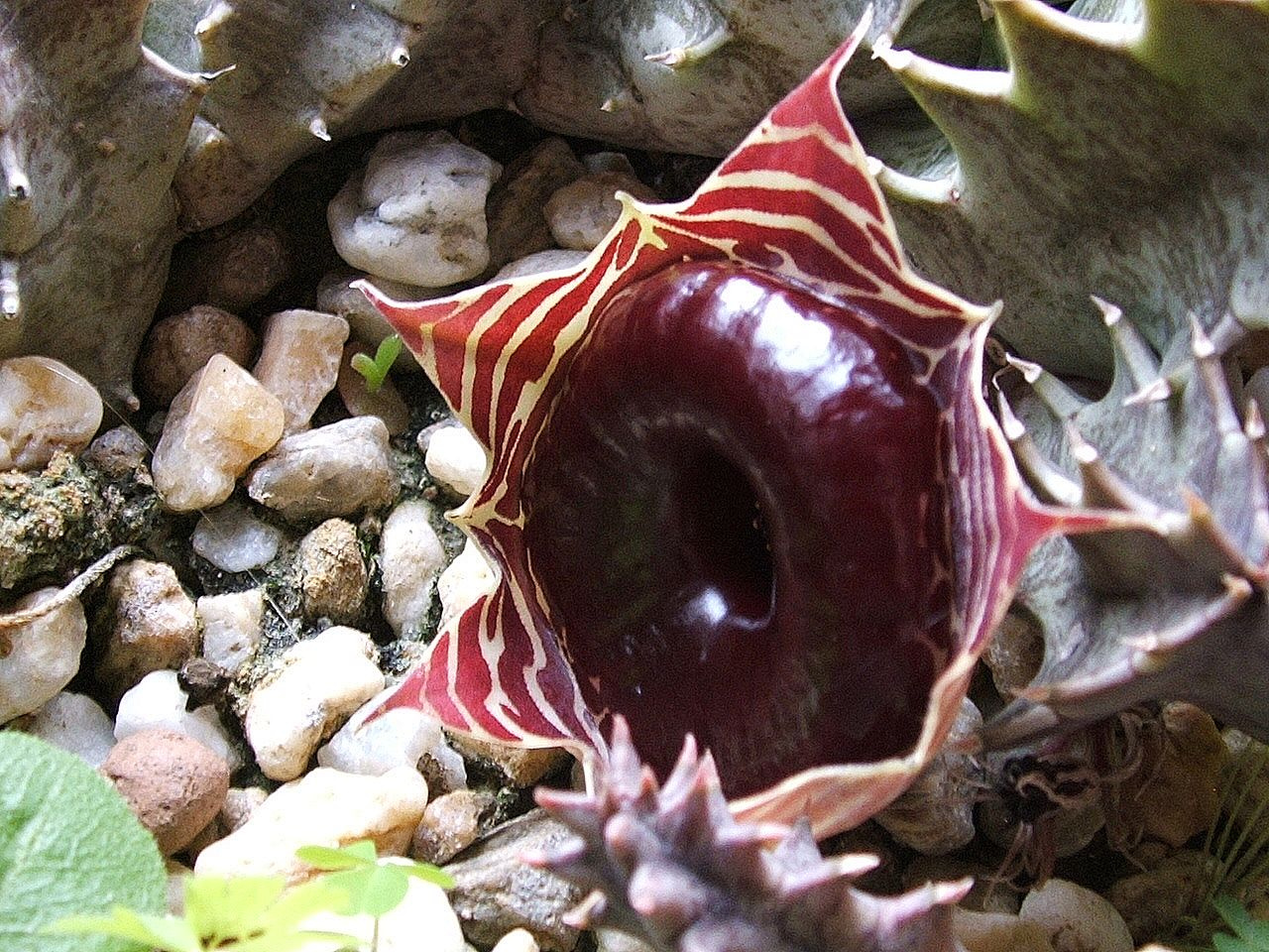 huernia zebrina flower