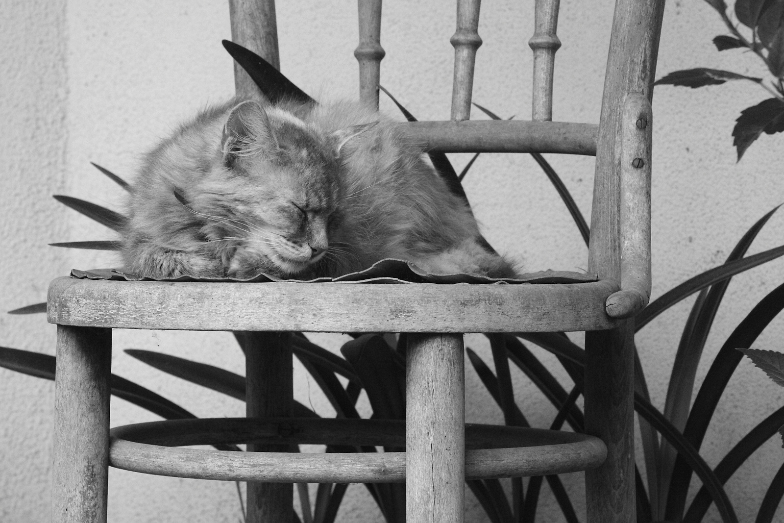 szék alvó macskával