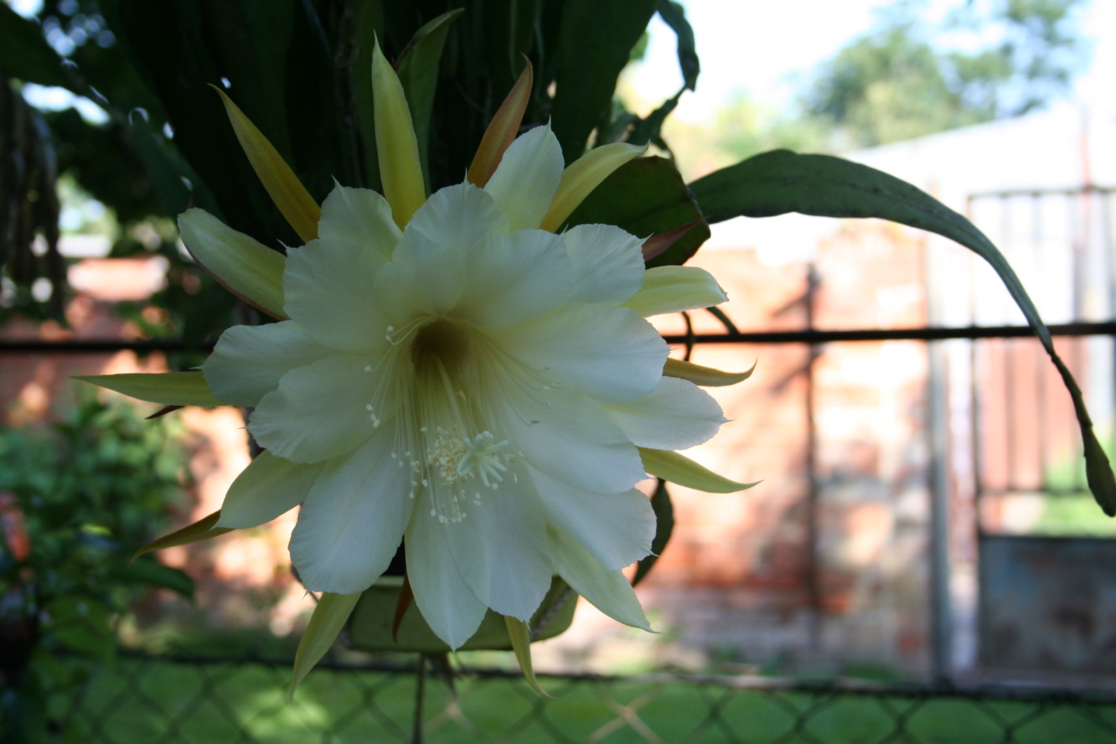 Epiphyllum6