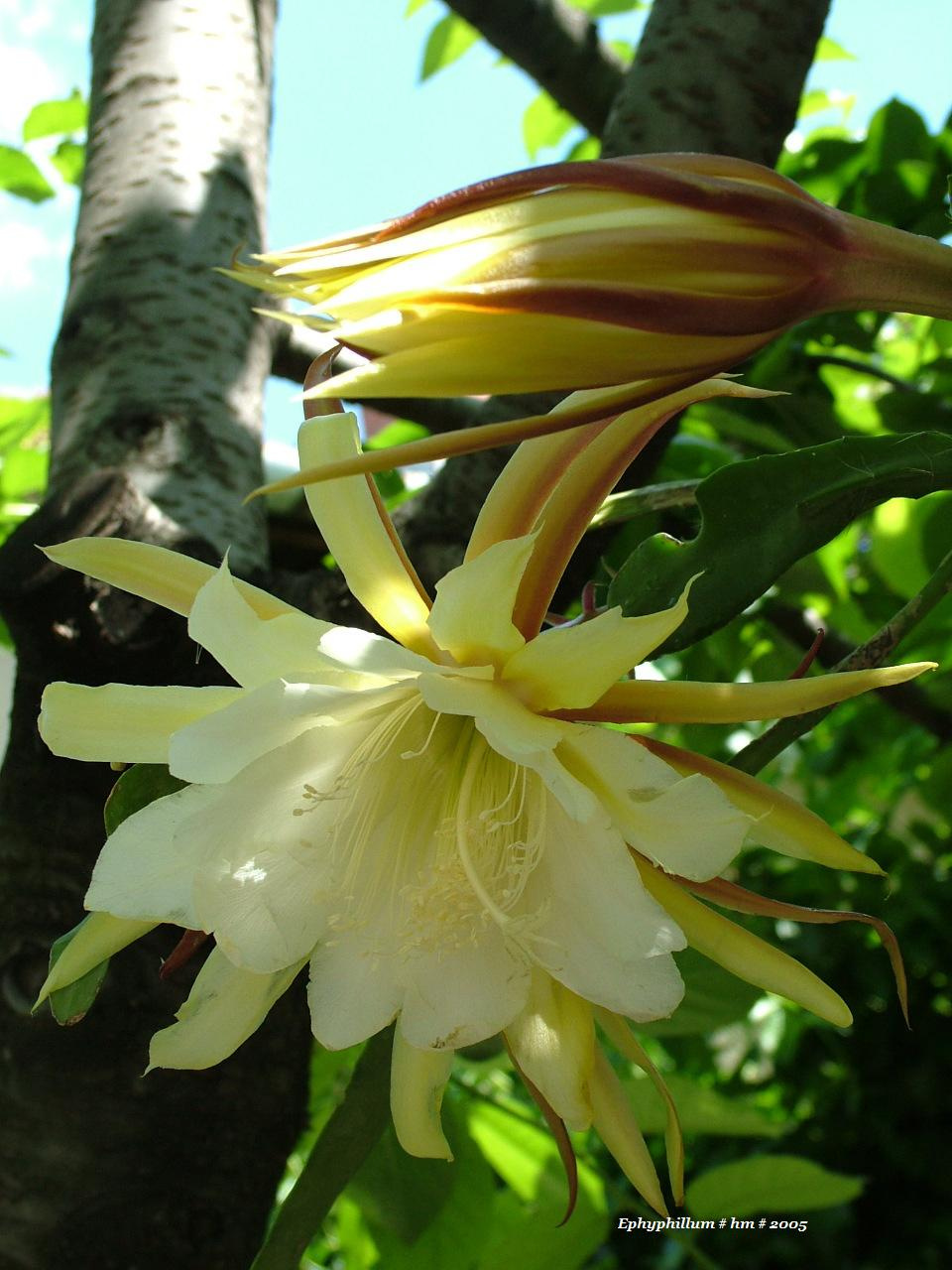 Epiphyllum1