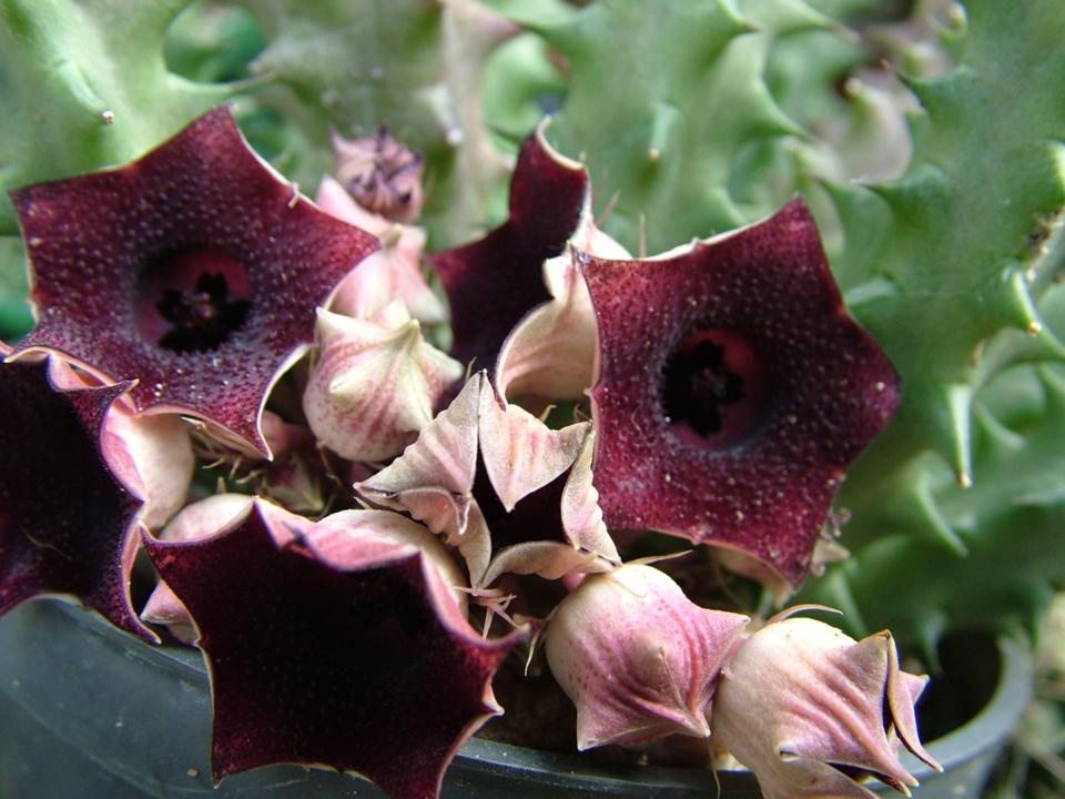 Huernia schneiderana 09 960x720