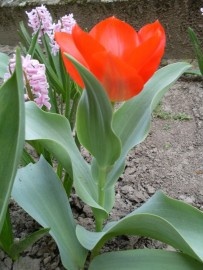 tulipán-piros