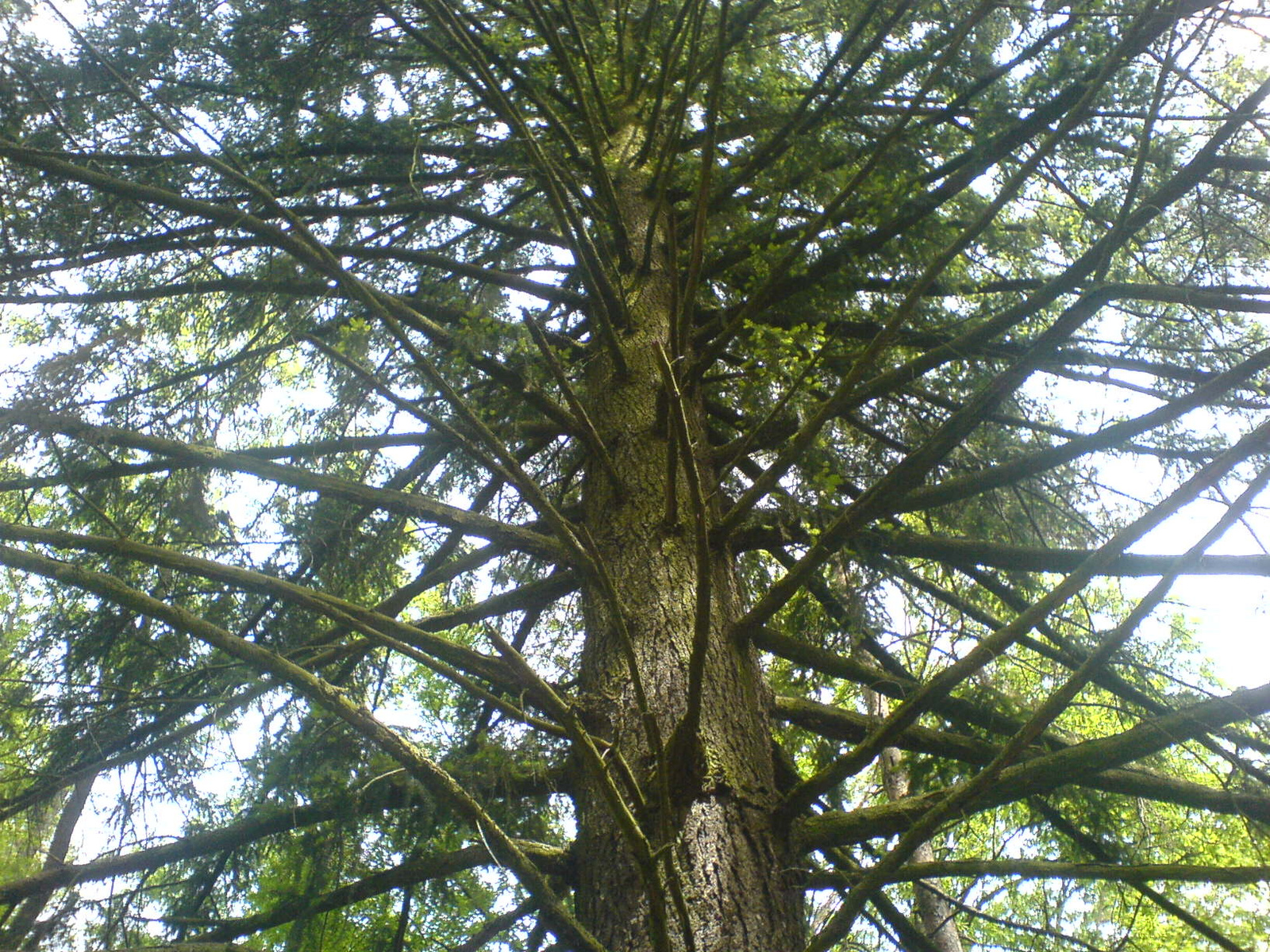 Százéves fák
