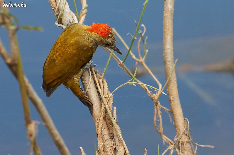 Campephilus melanoleucos - Pantanal, Brazil, 2008