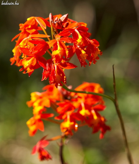 Red Dewdrops - Tziscao, Mexico, 2007