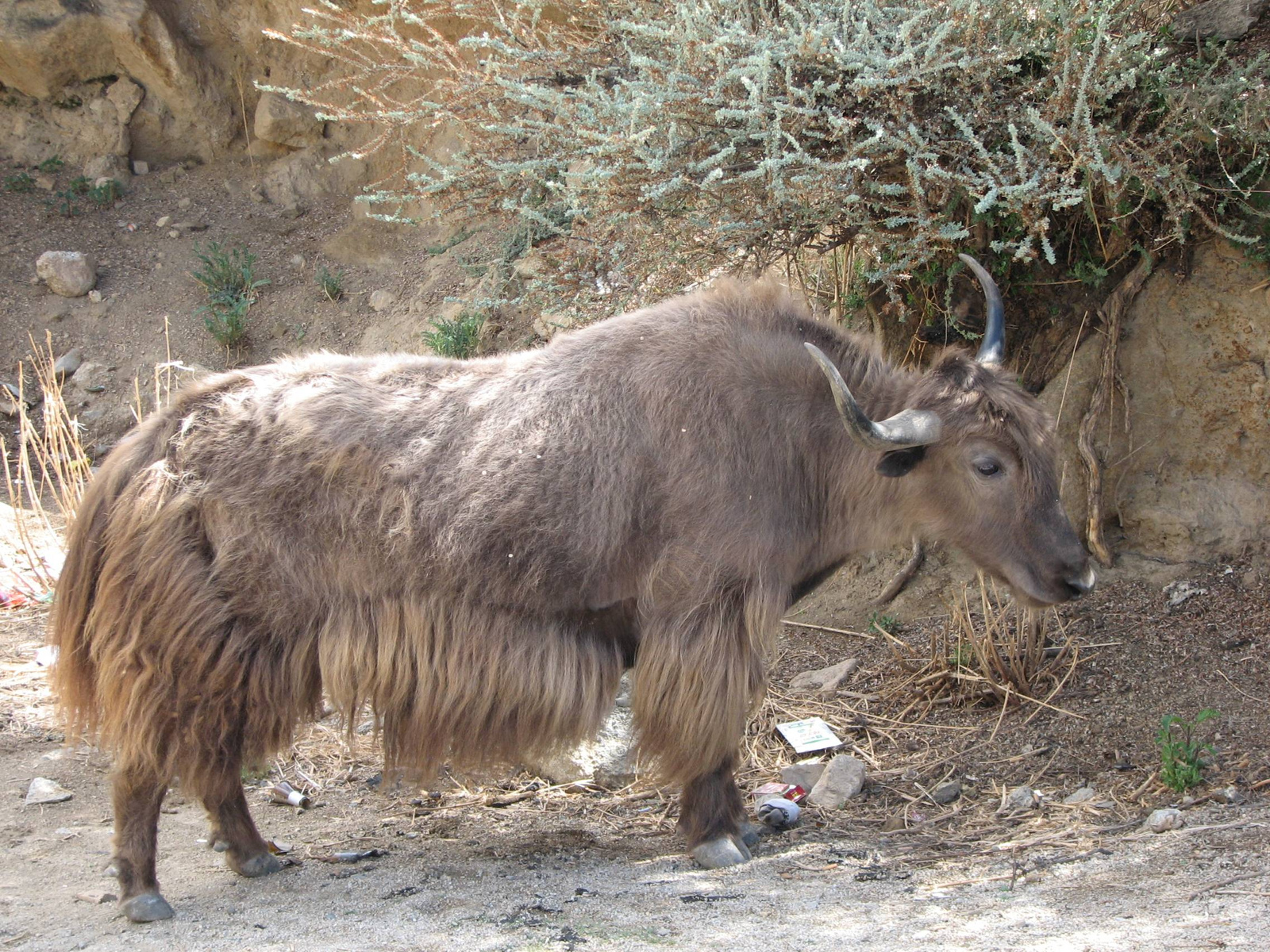 2010szecsuán-tibet 366