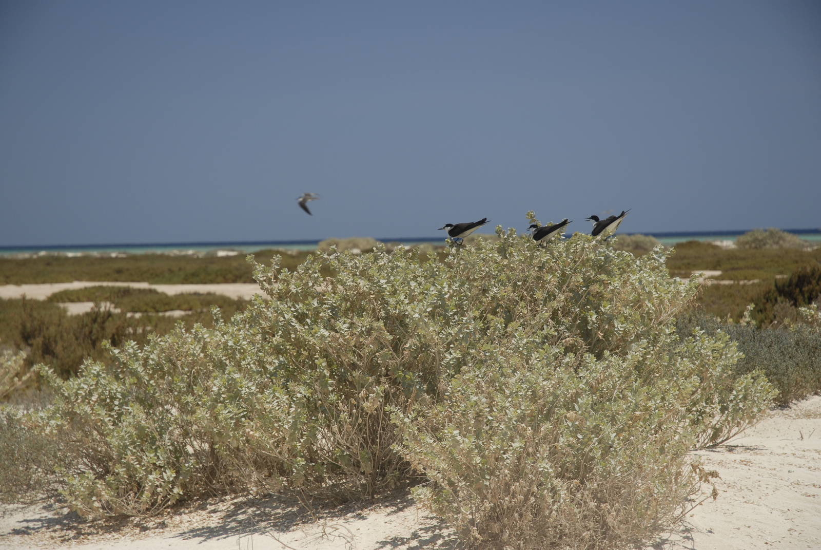 Marsa Alam (122)