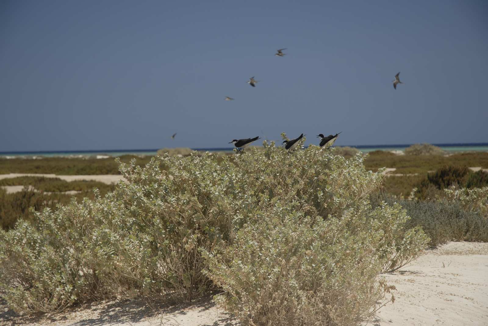 Marsa Alam (123)