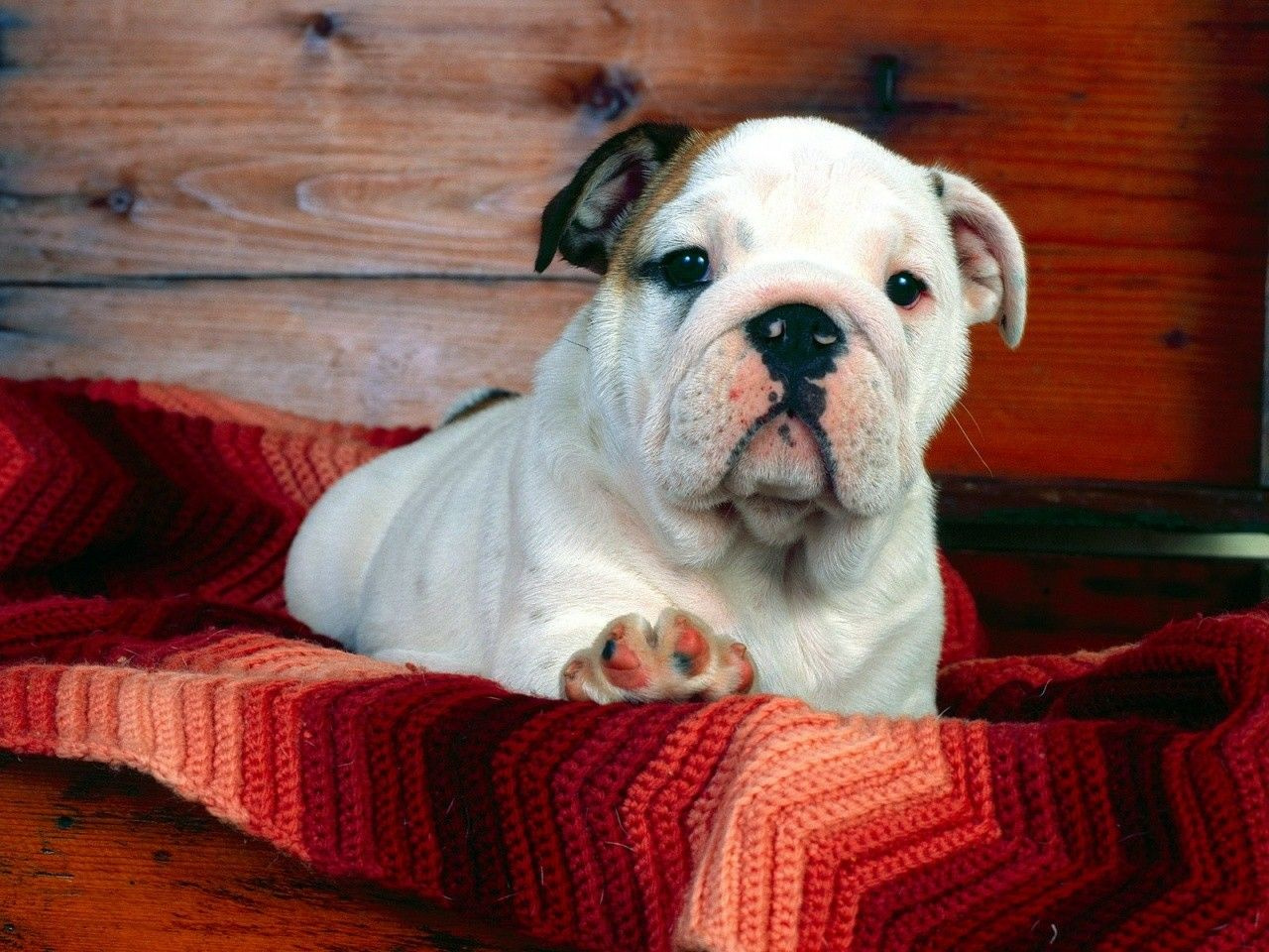 A Comfy Drawer%2C Bulldog Puppy