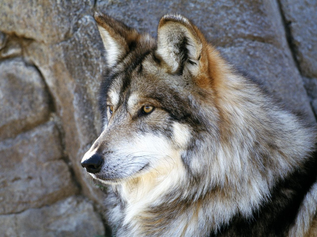 Mexican Wolf